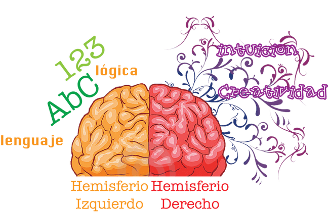 cerebro